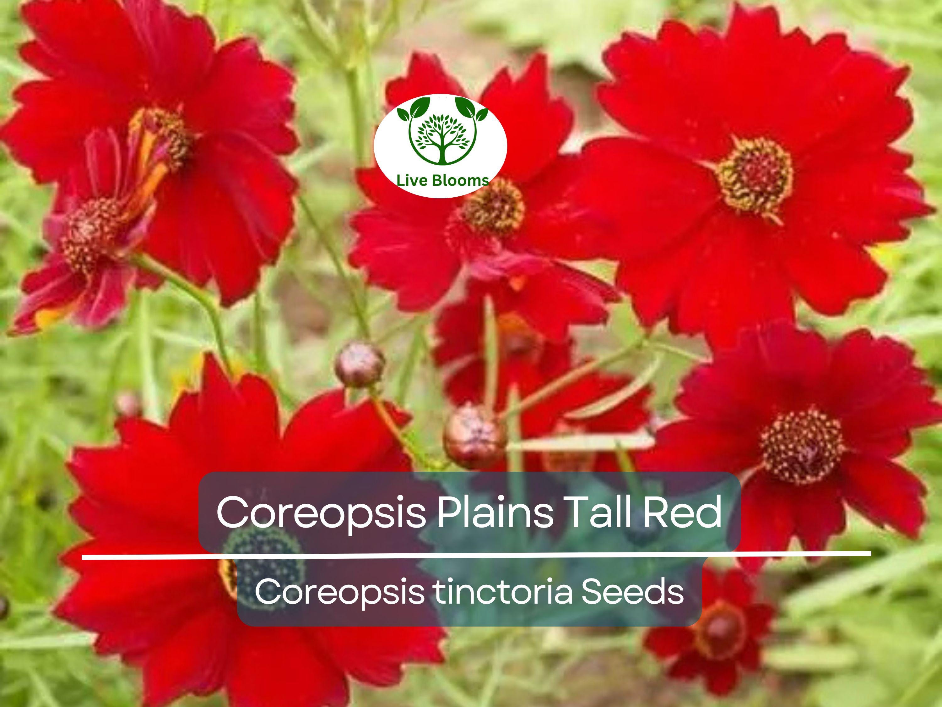 500 Seeds Coreopsis ‘Plains Tall Red’ – Coreopsis tinctoria – Non-GMO Heirloom Wildflower – Pollinator Favorite, Easy to Grow