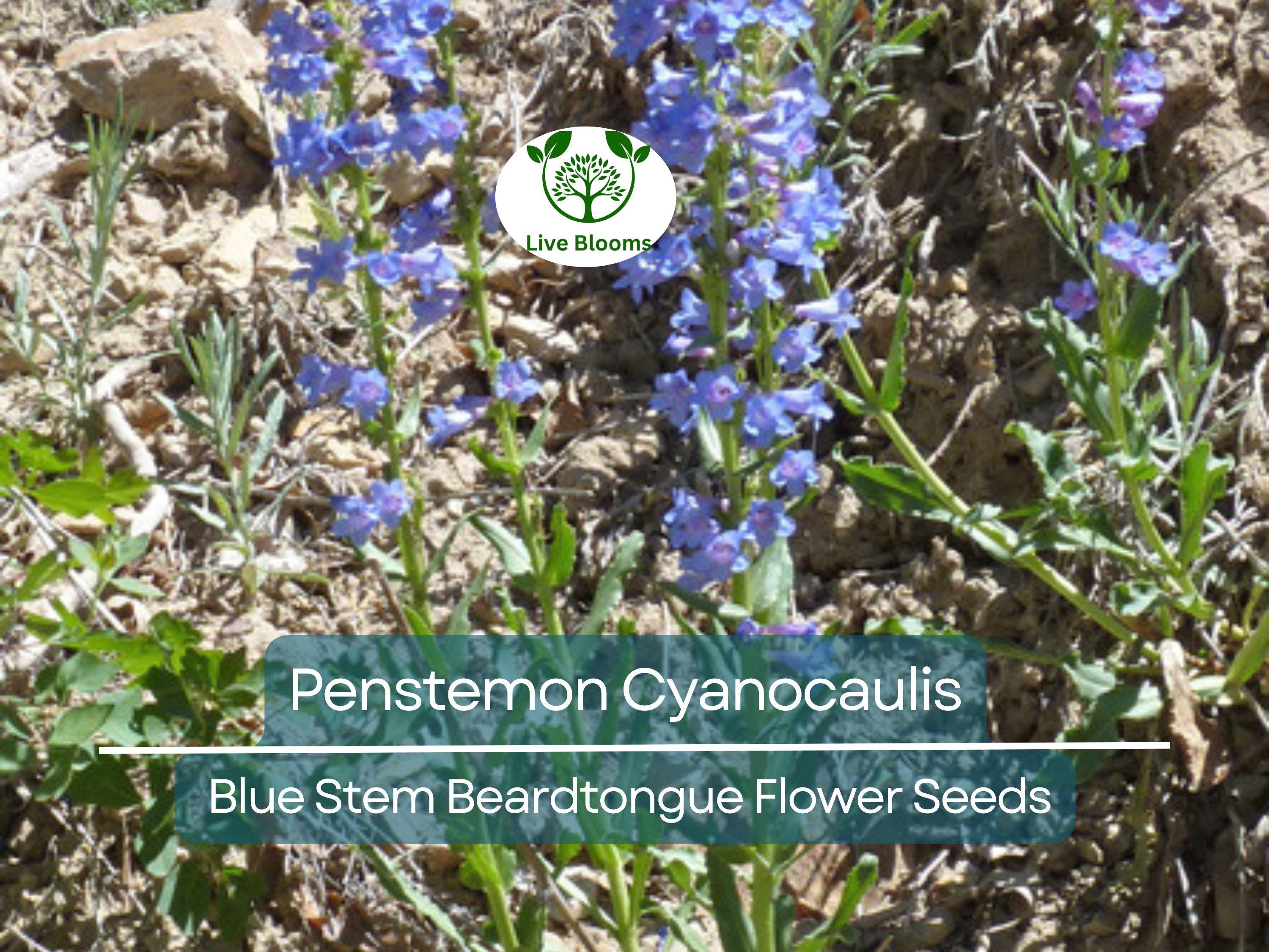 100 mg Seeds Penstemon Cyanocaulis (Blue Stem Beardtongue) for Planting | Hardy Perennial Wildflower for Pollinator Gardens