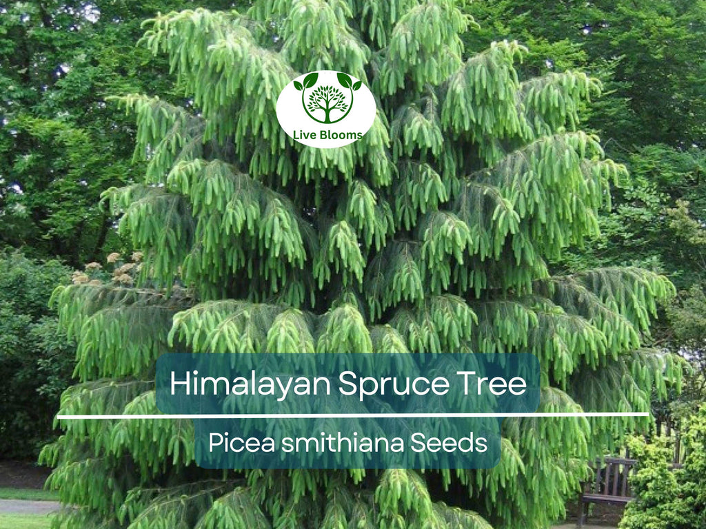 20 Himalayan Spruce Tree Seeds | Picea smithiana | Giant Tall Conifer | Morinda | Fast-Growing Evergreen Tree | Hardy, Large Tree for Garden