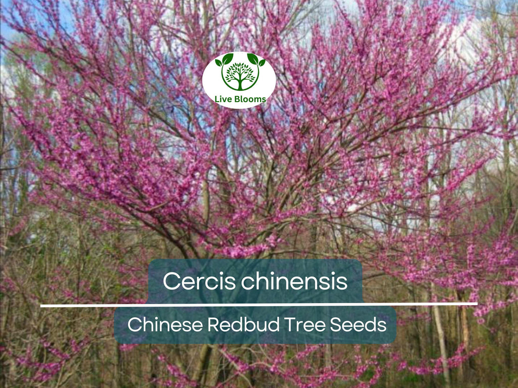 10 Seeds Cercis chinensis (Chinese Redbud) Tree for Planting | Ornamental Flowering Tree with Stunning Pink Blossoms