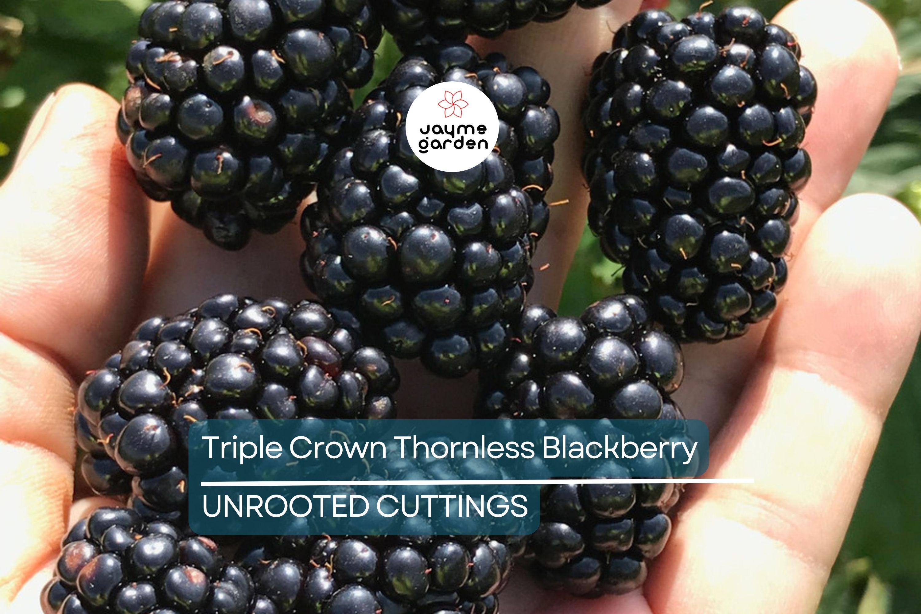 7 Premium Organic Triple Crown Thornless Blackberry Cuttings 6"-10" | Sweet Juicy Berries | Easy to Grow | Unrooted Starter Plants