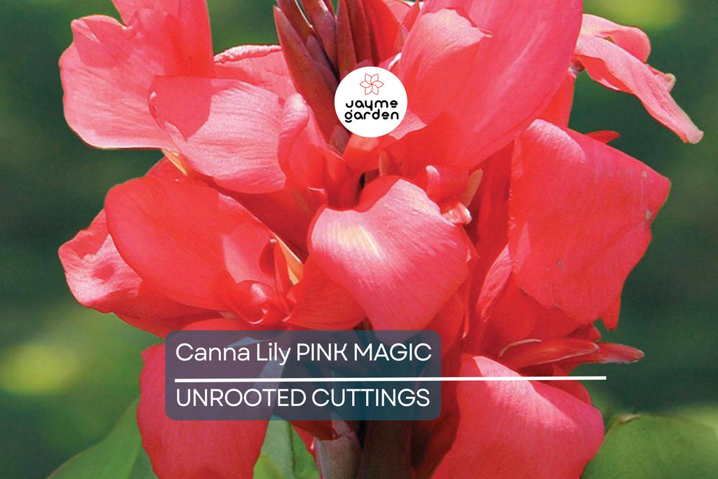 1 Canna Lily Pink Magic Bulb - Dwarf Tropical Plant, Fast-Growing, Deep Pink Blooms, Perfect for Gardens, USDA Zones 8-11