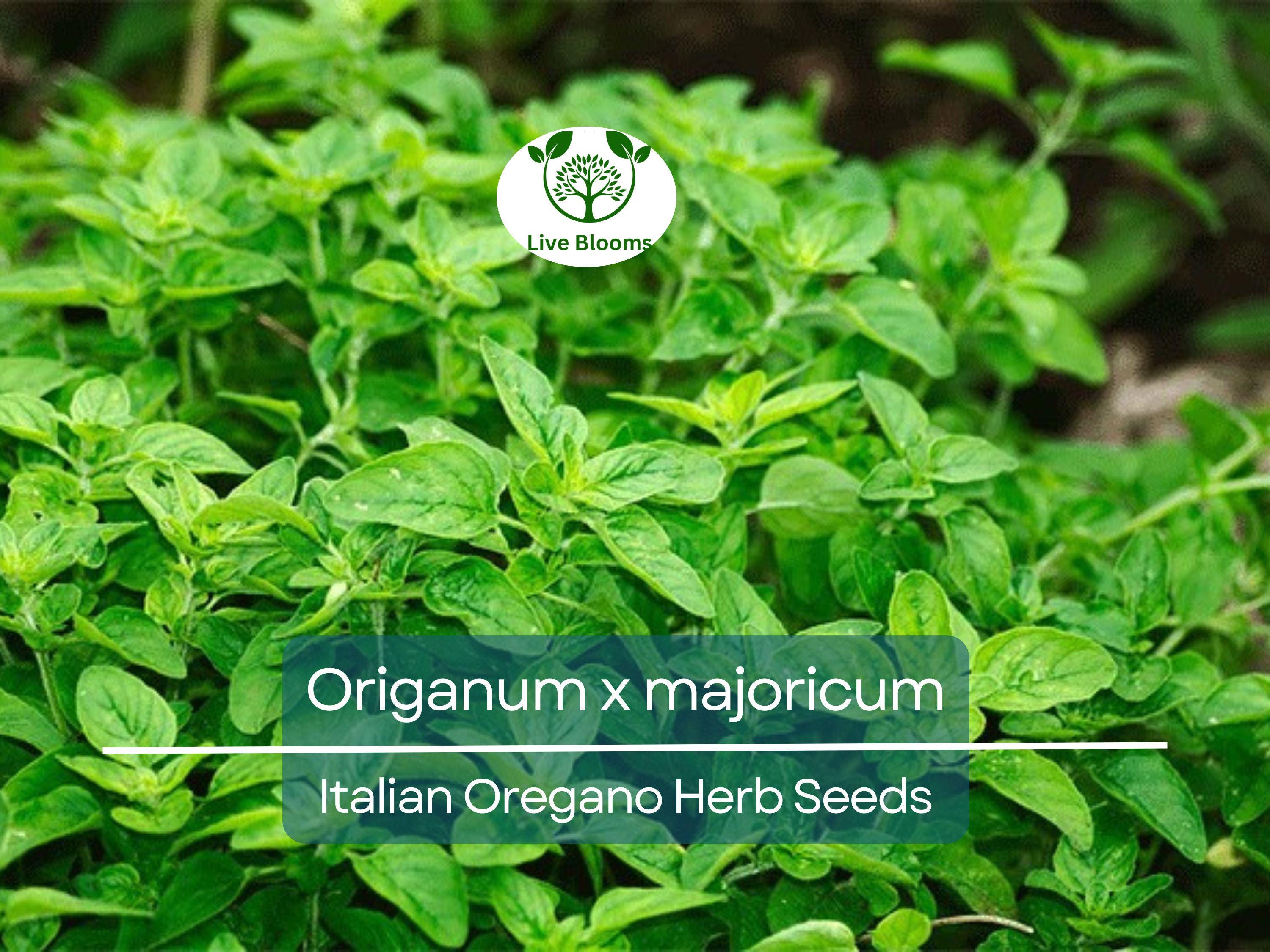 100 Italian Oregano Seeds for Planting - Origanum x majoricum - Aromatic Herb for Cooking, Mediterranean Dishes, Kitchen & Herb Gardens
