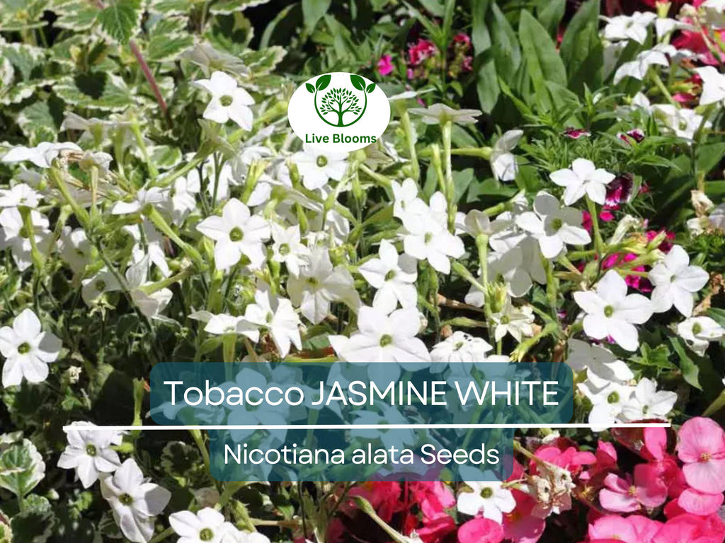500 Jasmine Tobacco Seeds – Nicotiana alata, White Fragrant Night Blooms, Heirloom, Non-GMO, Night Scented Flower Seeds