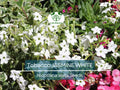 500 Jasmine Tobacco Seeds – Nicotiana alata, White Fragrant Night Blooms, Heirloom, Non-GMO, Night Scented Flower Seeds