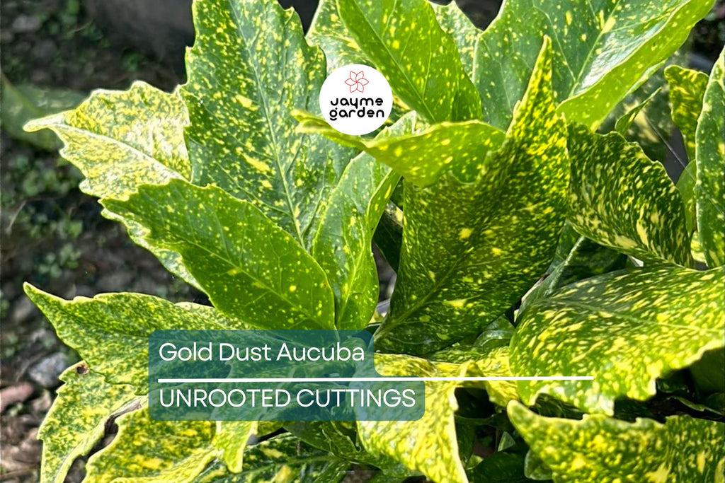 5 Gold Dust Aucuba Shrub Cuttings (6") for Rooting - Green Shrubbery with Speckled Foliage, Easy to Propagate