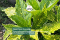 5 Gold Dust Aucuba Shrub Cuttings (6") for Rooting - Green Shrubbery with Speckled Foliage, Easy to Propagate