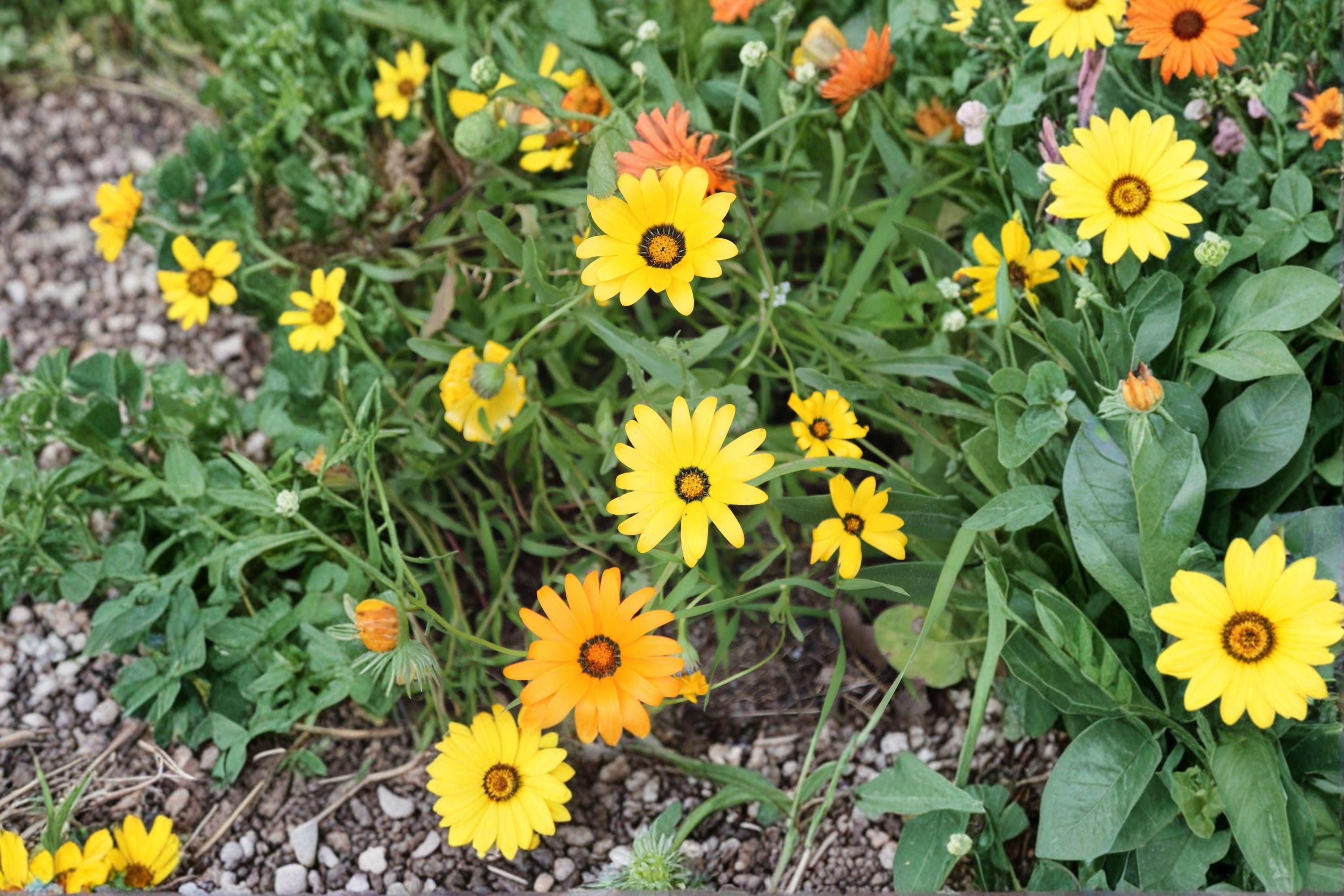 African Daisy – Dimorphotheca sinuata Seeds | 50 Seeds | Bright Orange Wildflower | Drought-Tolerant Garden Favorite