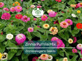 200 Zinnia Pumila Mix Seeds – Zinnia elegans, Cut and Come Again, Butterfly & Hummingbird Flower, Heirloom, Non-GMO Blooms