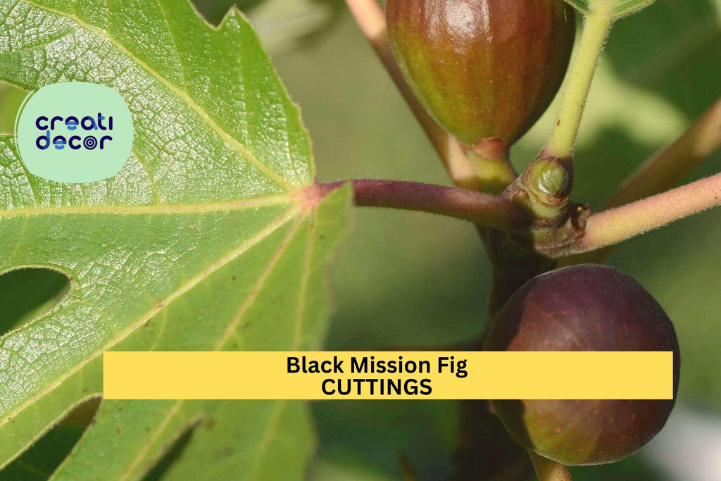 1 Black Mission Fig Cutting – 10" Ficus carica Twig for Propagation | Sweet Fruit Tree Variety for Growing in Pots, Orchards, or Gardens