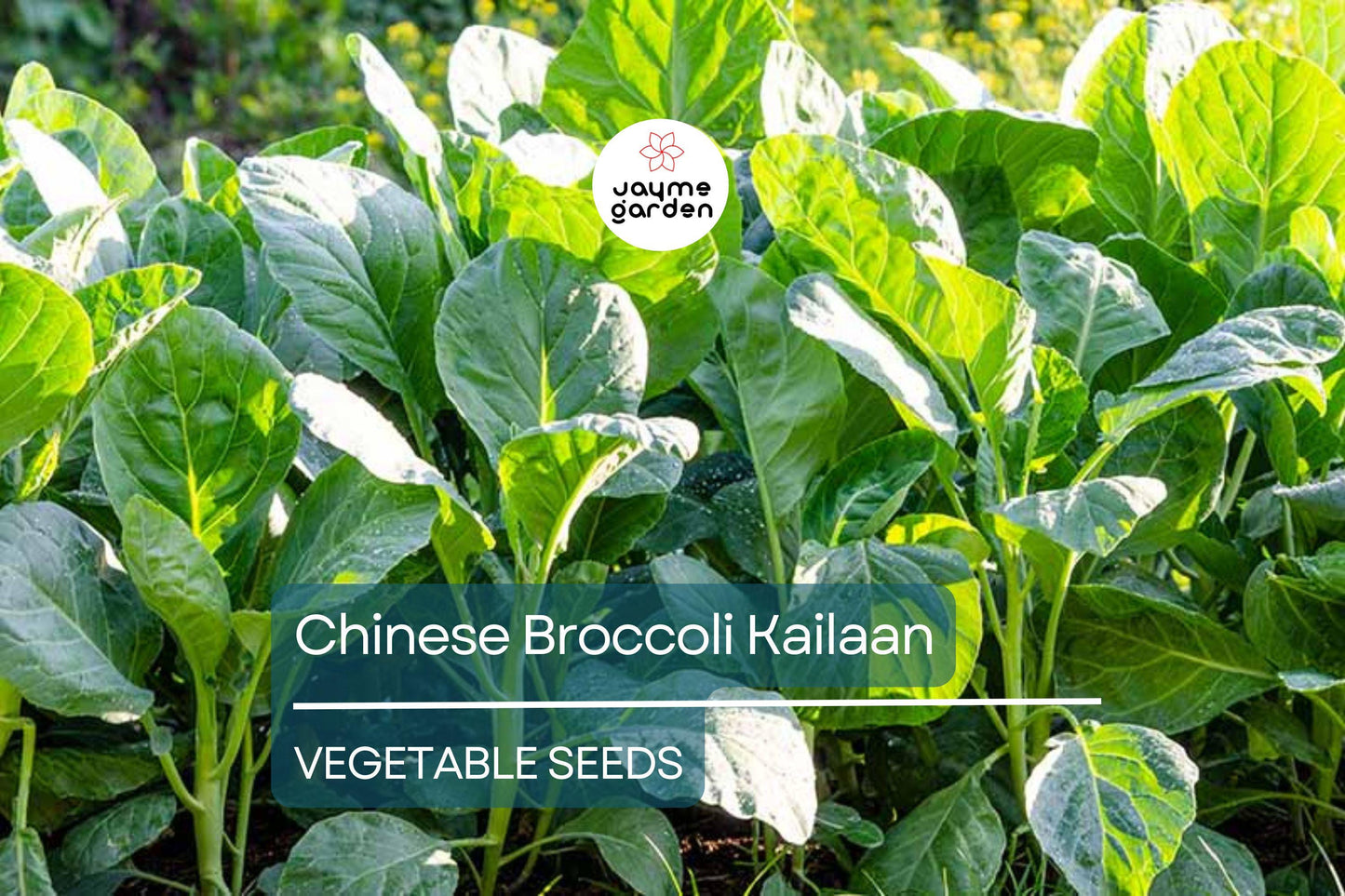 500mg Chinese Broccoli Kailaan Seeds - Open Pollinated Asian Green - Heirloom Non-GMO for Stir-Fries, Soups, & Garden Veggies
