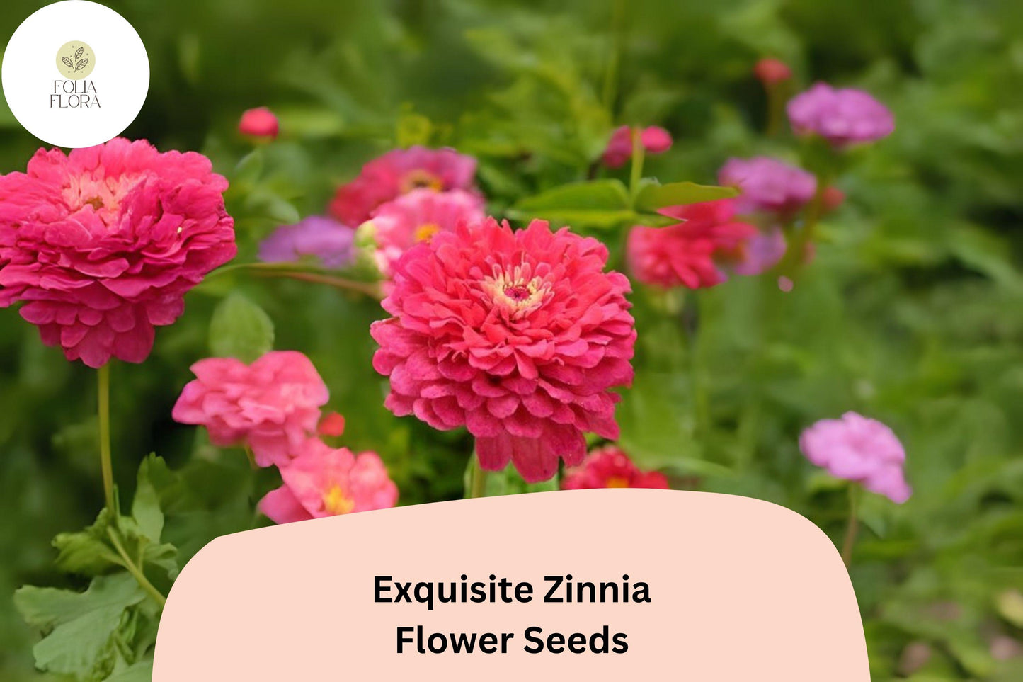 100+ Exquisite Zinnia Seeds – Unique Bloom Form & Summer Color for Garden Beds and Bouquets