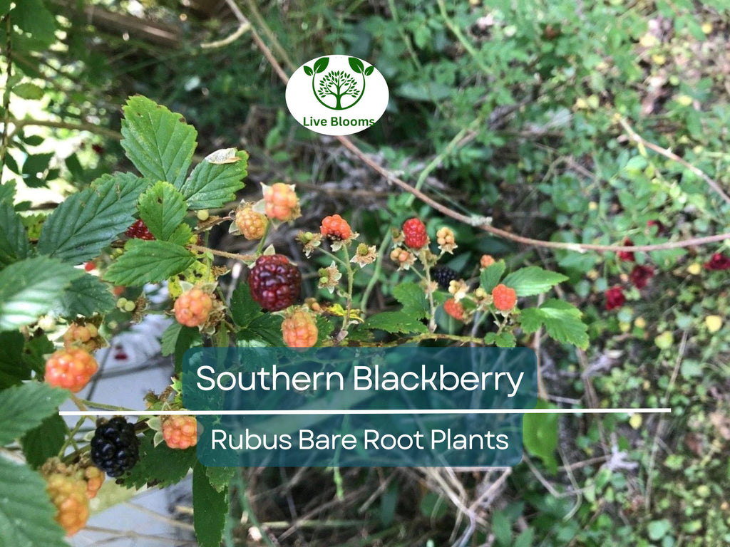 3 Southern Blackberry Plants – 2–3 Ft Tall Live Bare Root – Large, Sweet Fruit Bushes – Hardy & Fast Growing for Home Gardens