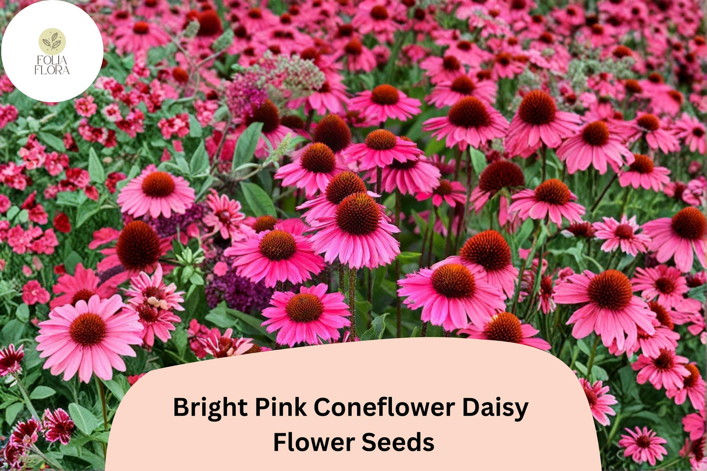200+ Bright Pink Coneflower Daisy Seeds | Echinacea purpurea | Hardy Perennial Flowers for Pollinator Gardens