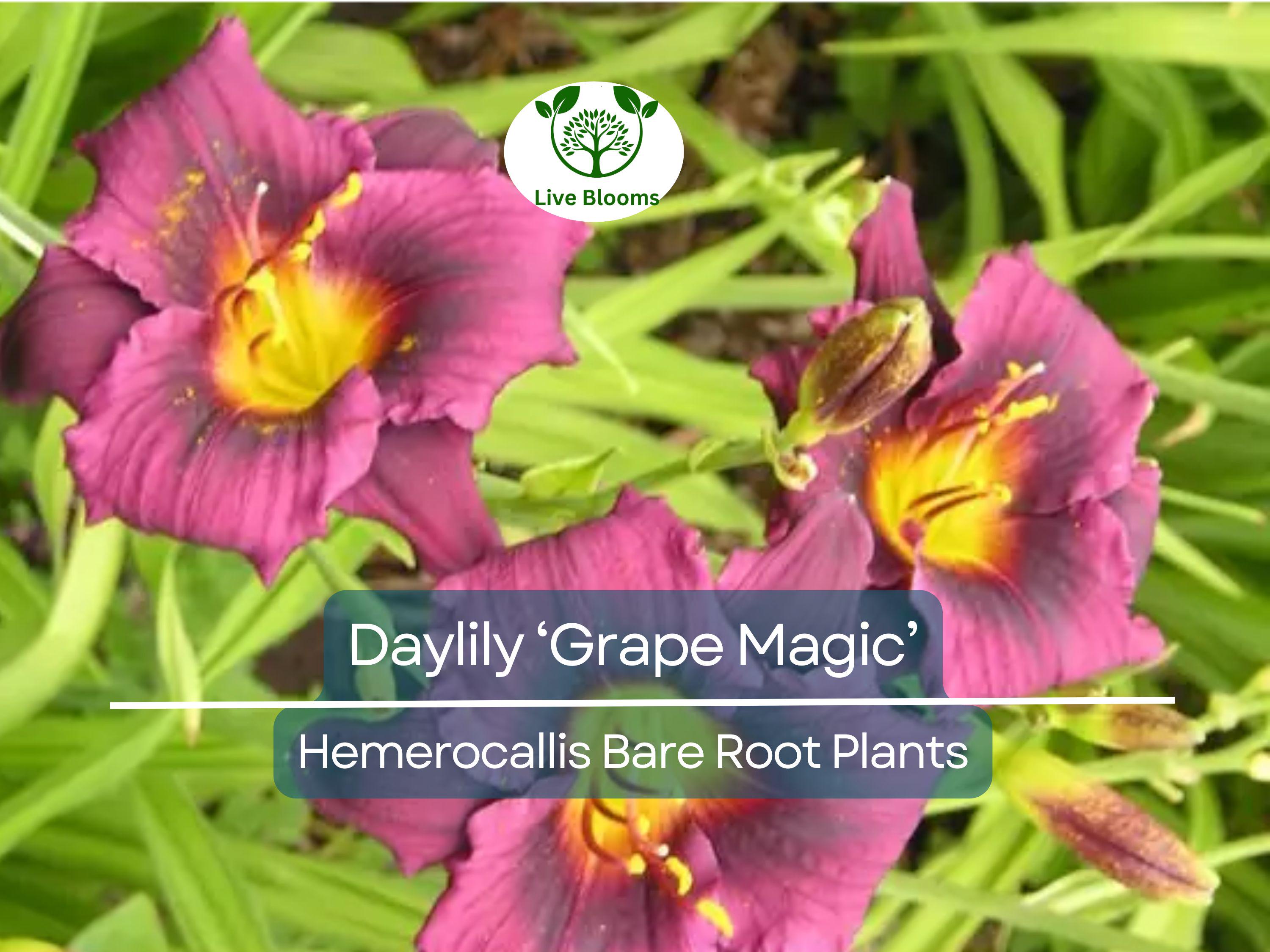 1 Daylily ‘Grape Magic’ – Live Bare Root Plant – Summer Blooming Perennial – Purple Bicolor Flowers, Easy & Hardy