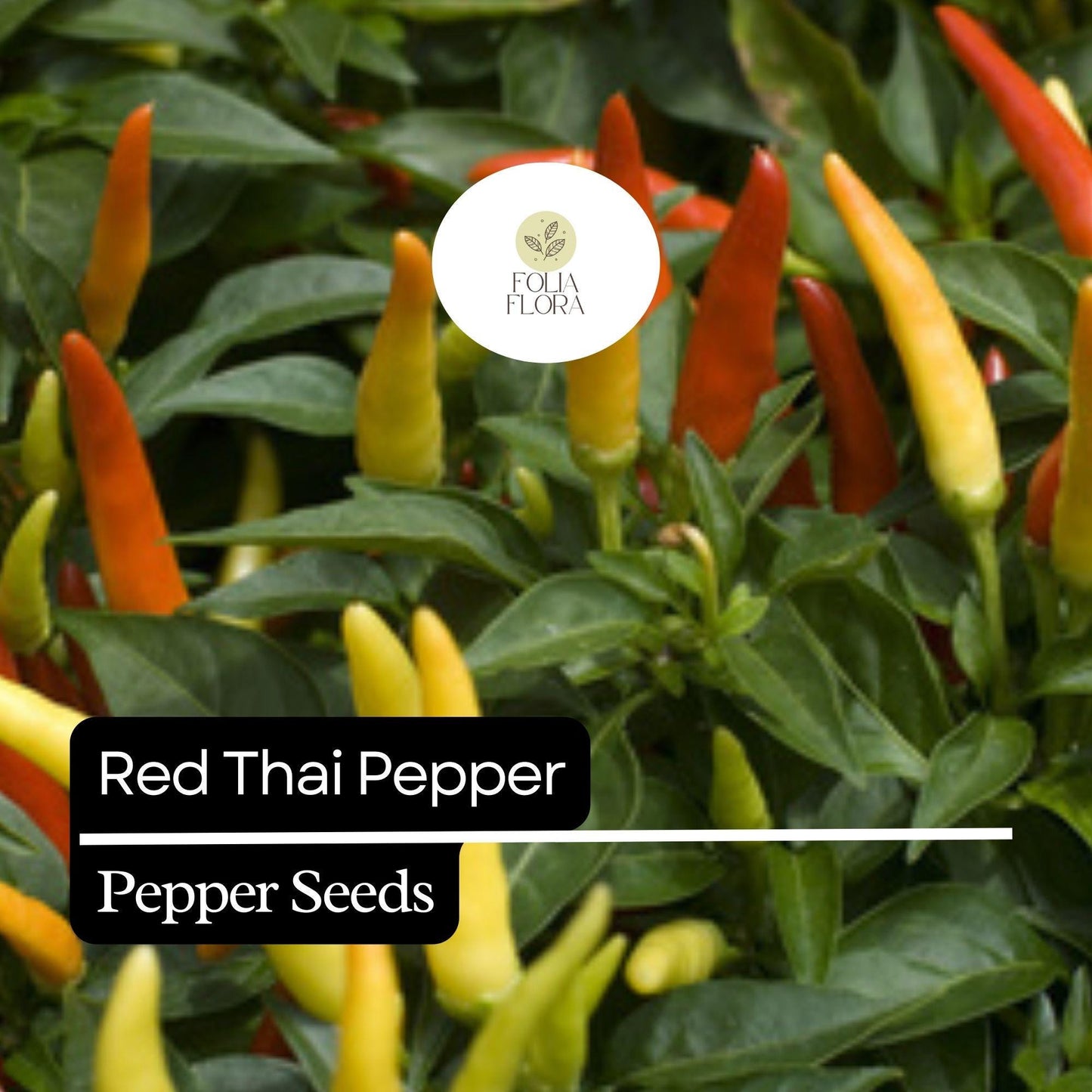 20 Red Thai Pepper Seeds – Hot & Spicy, Heirloom, Non-GMO, High-Yield Chili Peppers