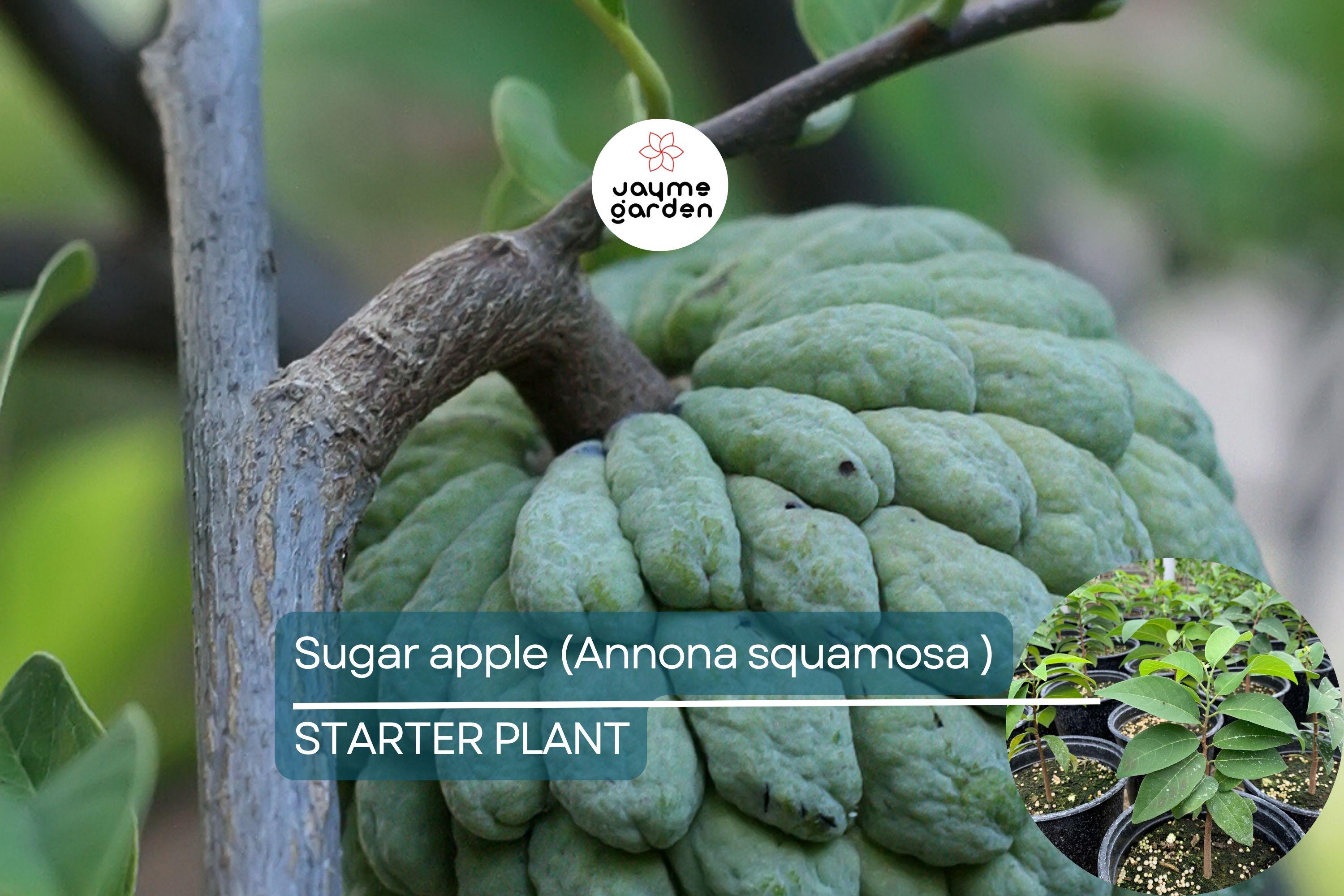 1 Sugar Apple Tree 12″-24″ Live Tropical Fruit Tree | Sweet Annona squamosa | Grow Exotic Custard Apple in Your Garden or Patio