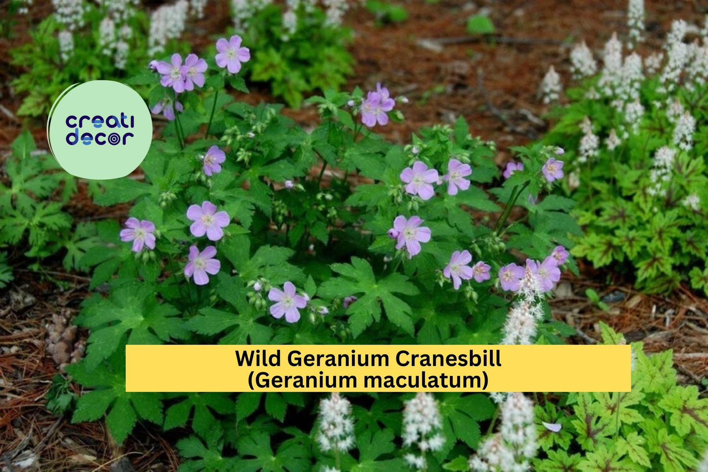Wild Geranium Cranesbill (Geranium maculatum) | 10 Bare Root Organically Grown Perennial Plants | Native Shade Garden Flower