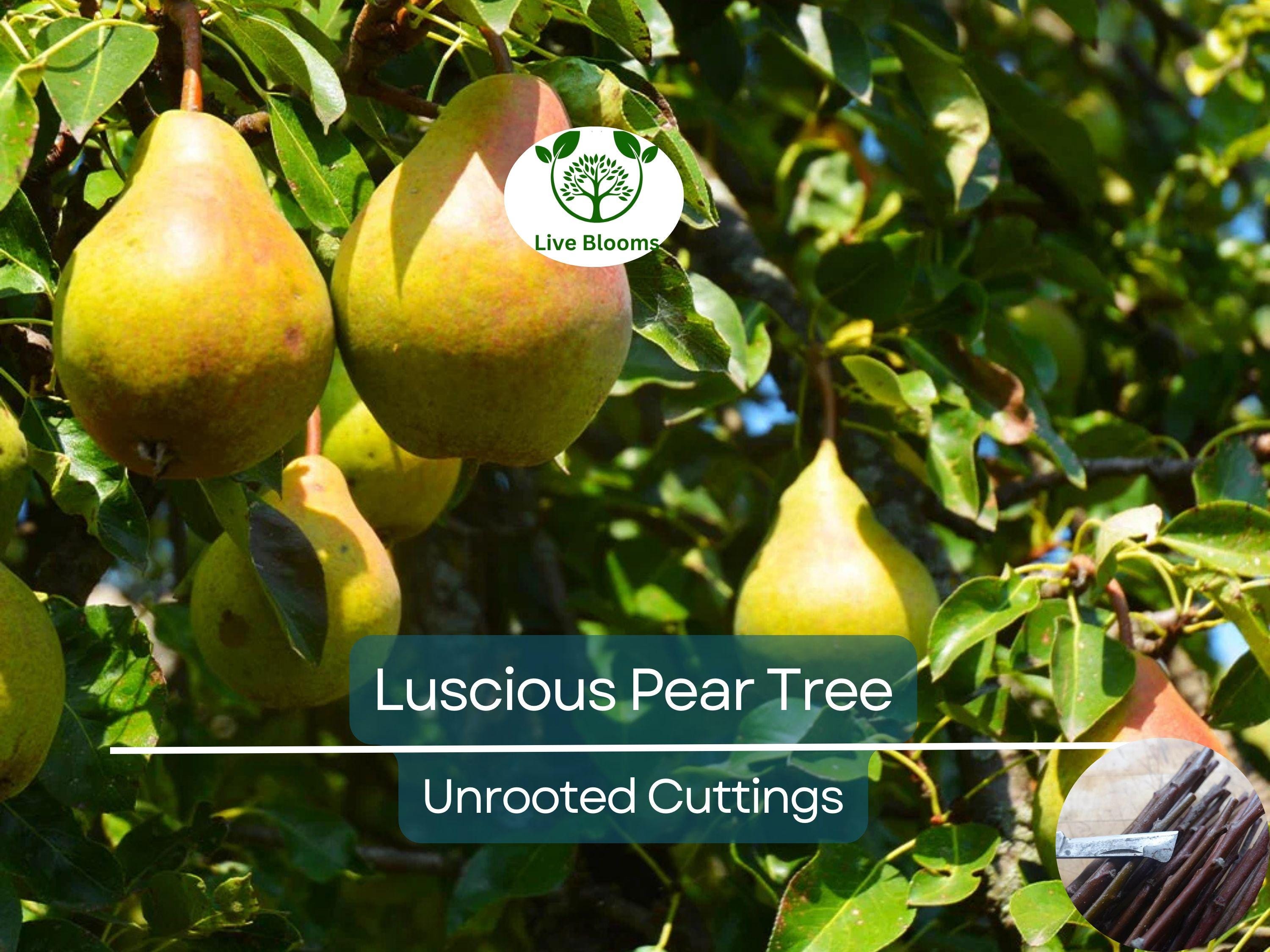 3 Luscious Pear Tree Scions - Unrooted Cuttings for Grafting & Rooting - 10-12" Long - Pyrus communis - Premium Pear Rootstock