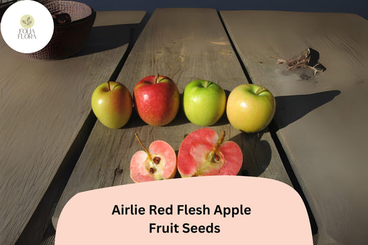25+ Airlie Red Flesh Apple Seeds | Rare Heirloom Variety | Red Interior Fruit | Organic Garden Planting | Crisp & Sweet Flavor