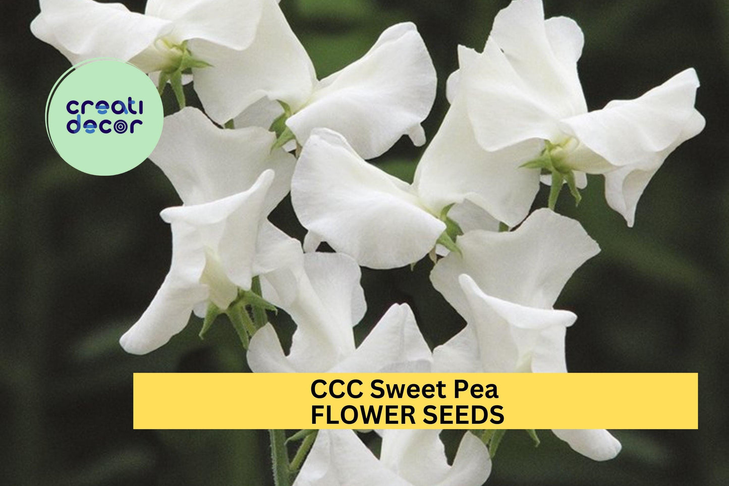 50+ CCC Sweet Pea Seeds – Soft Pink & Lavender Fragrant Blooms for Garden Planting, Climbing Vines for Trellises Bouquets – USA