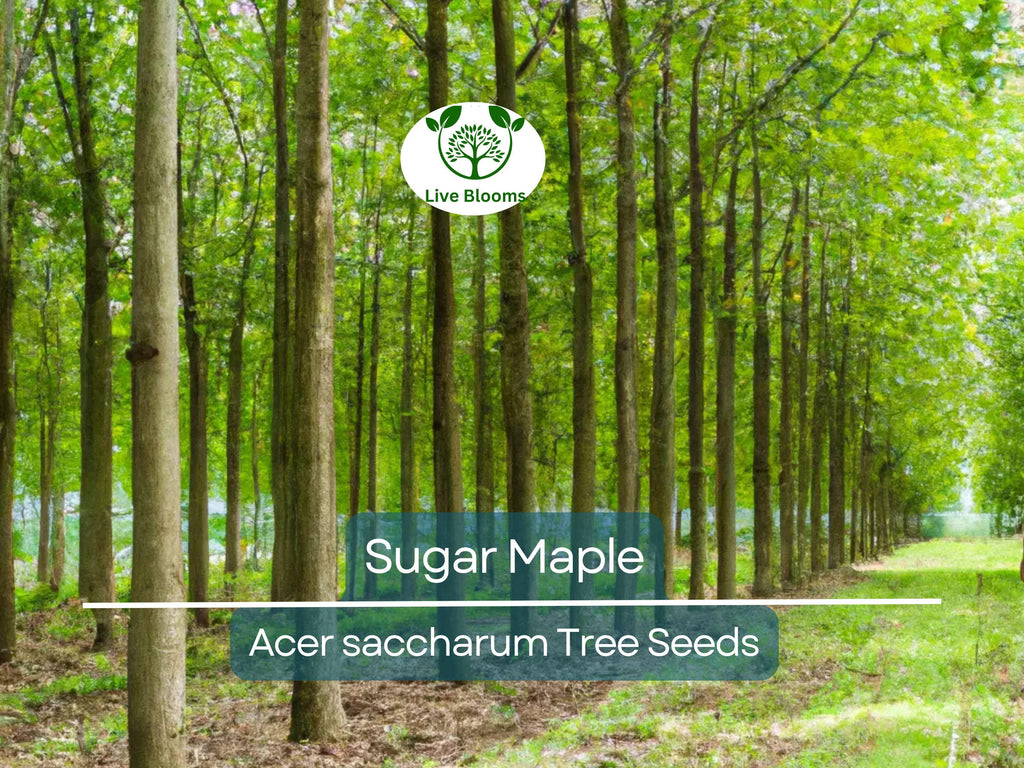 30 Sugar Maple Tree Seeds (Acer saccharum), Fall Color, Edible Maple Syrup Source, Hardy, Shade Tree, Perfect for Landscaping & Gardening