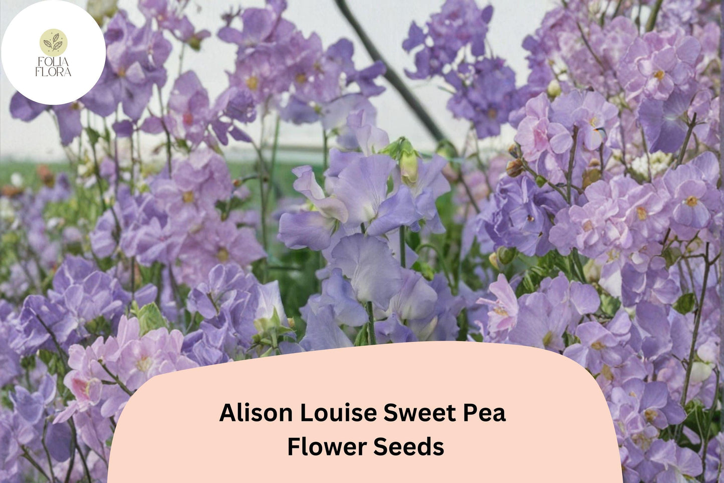 50+ Alison Louise Sweet Pea Seeds | Deep Purple Tall Climbing Cottage Garden Flowers
