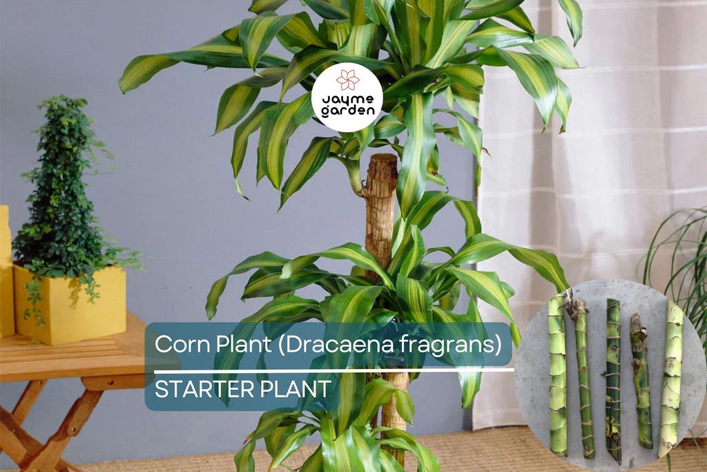 Corn Plant Cutting (Dracaena fragrans) 6″ | Tropical Indoor Houseplant Easy Care & Air-Purifying