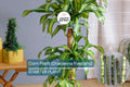 Corn Plant Cutting (Dracaena fragrans) 6″ | Tropical Indoor Houseplant Easy Care & Air-Purifying