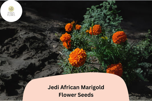 25+ Jedi African Marigold Seeds | Tagetes erecta | Tall Bright Orange Blooms | Easy Annual for Borders, Beds & Cut Flowers