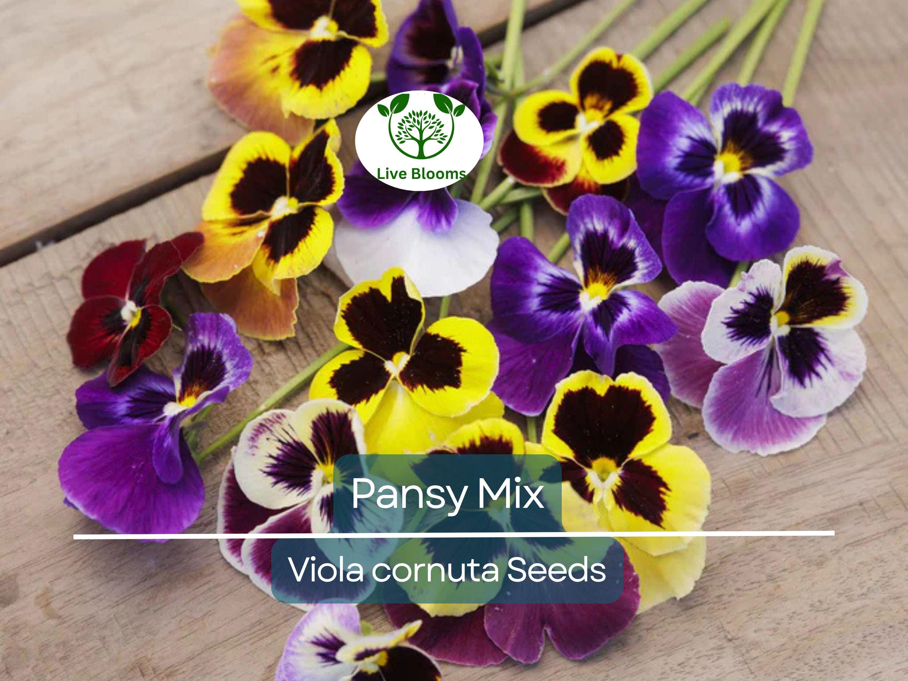 200 Seeds Pansy Mix Heirloom, Viola Flowers, Non-GMO, Edible, Groundcover, Attracts Pollinators, Vibrant Garden Blooms, Easy to Grow