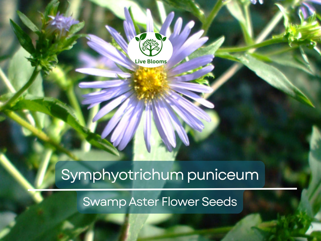 350 Symphyotrichum Puniceum Swamp Aster Seeds, Native Wildflower, Purple Flowers, Perennial, Pollinator-Friendly, Wetland Garden, Landscape