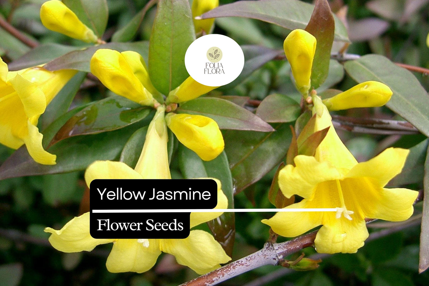 Yellow Jasmine Seeds (25) | Gelsemium sempervirens | Carolina Jessamine | Fragrant Yellow Climbing Vine | Pollinator-Friendly