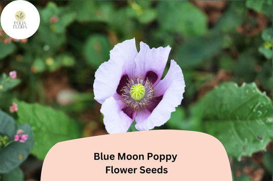 200+ Blue Moon Poppy Seeds | Papaver somniferum | Rare Blue Blooms | Easy Annual Garden Flower Seeds for Beds & Pots