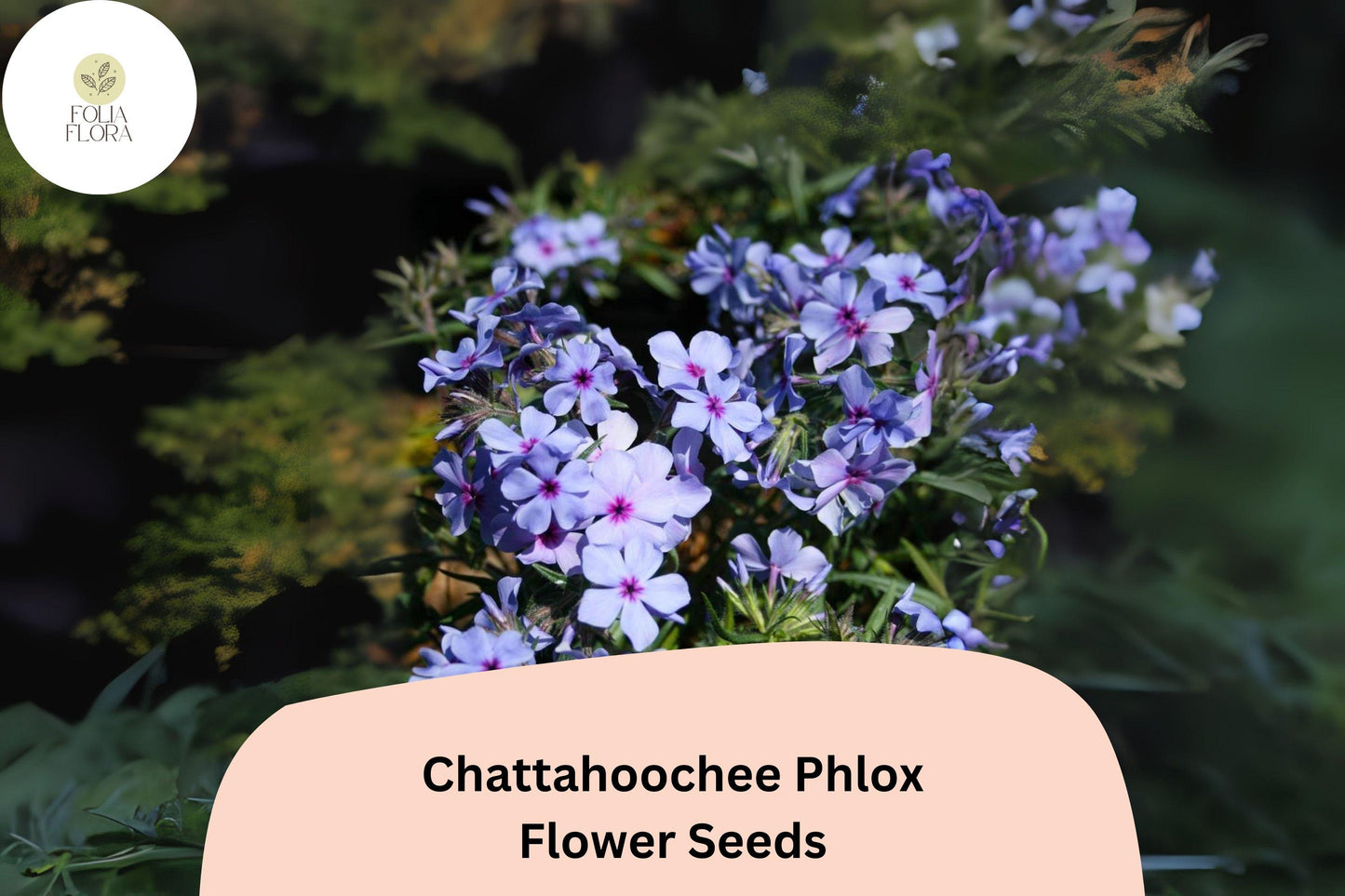100+ Chattahoochee Phlox Seeds for Planting | Phlox drummondii Annual Flower Seeds | Lavender Blooms with Dark Eye for Gardens