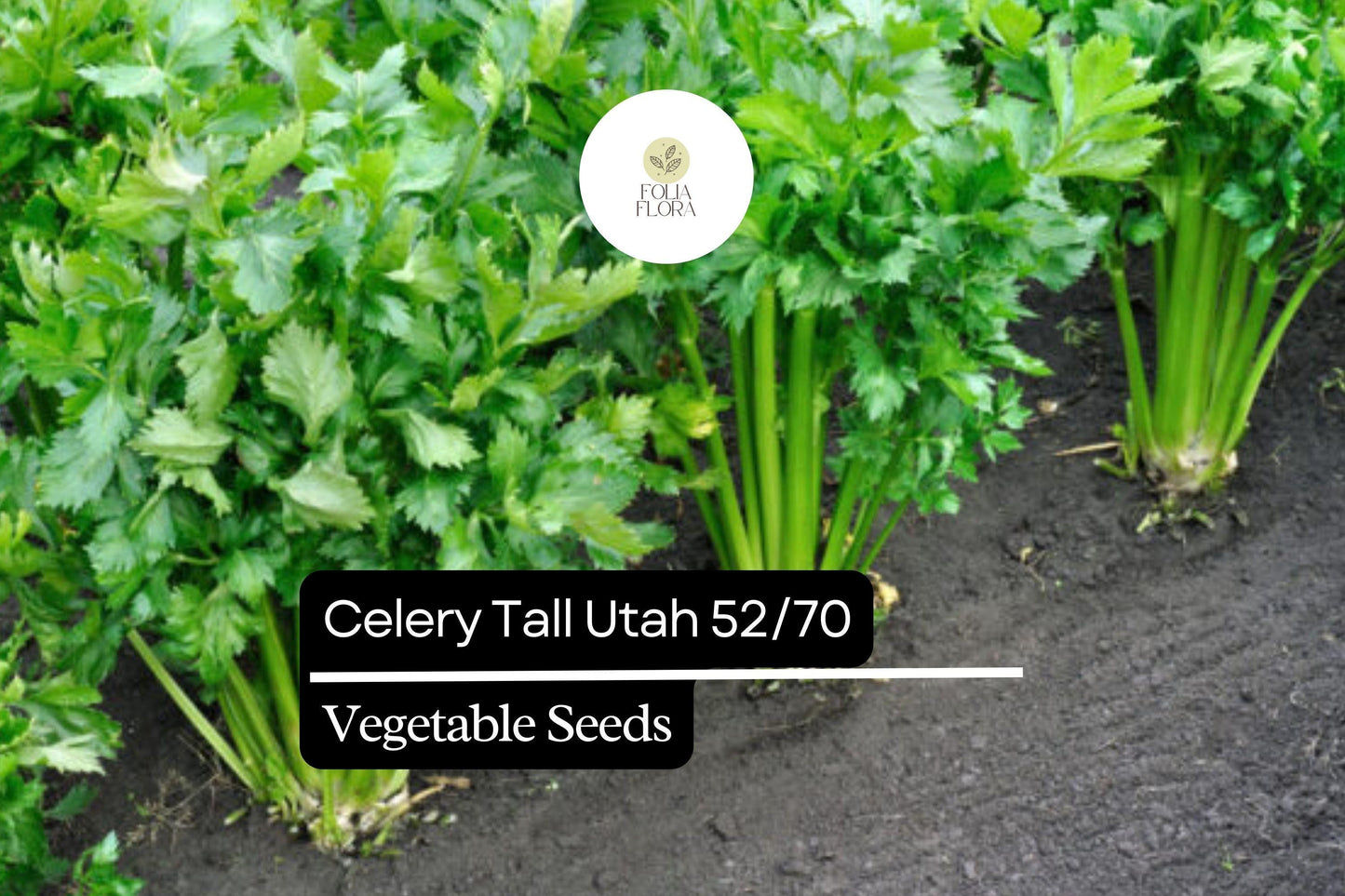 500 Seeds Celery Tall Utah 52/70 Apium graveolens | Crisp, Sweet Heirloom Variety for Gardens & Containers