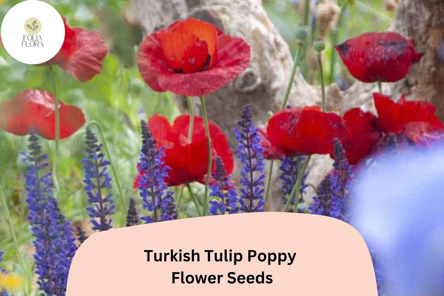 200+ Turkish Tulip Poppy Seeds for Garden Planting – Unique Tulip-Shaped Blooms, Easy to Grow Annual Wildflower