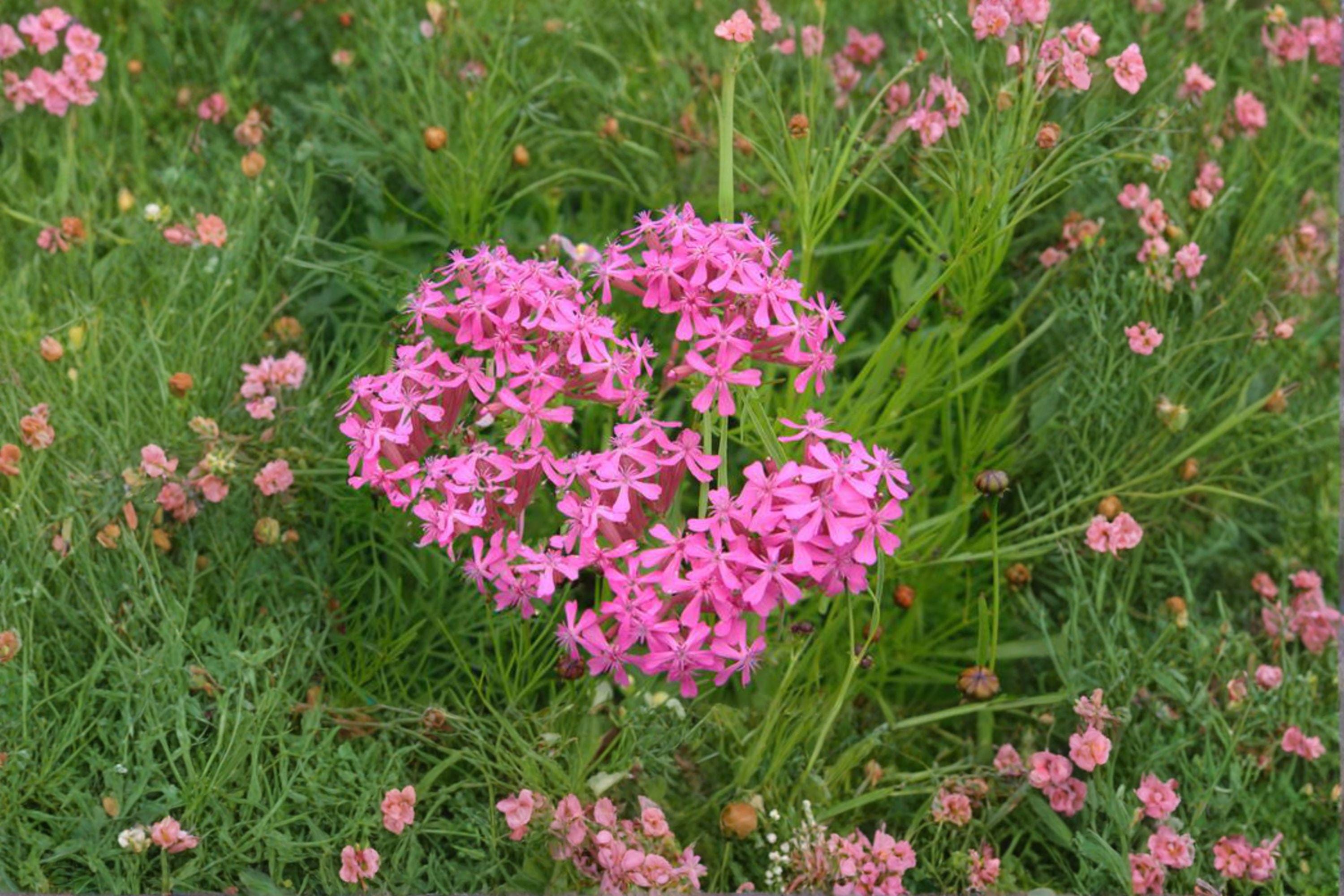 None So Pretty Catchfly – Silene armeria 100 Seeds | Bright Pink Blooms | Easy Annual
