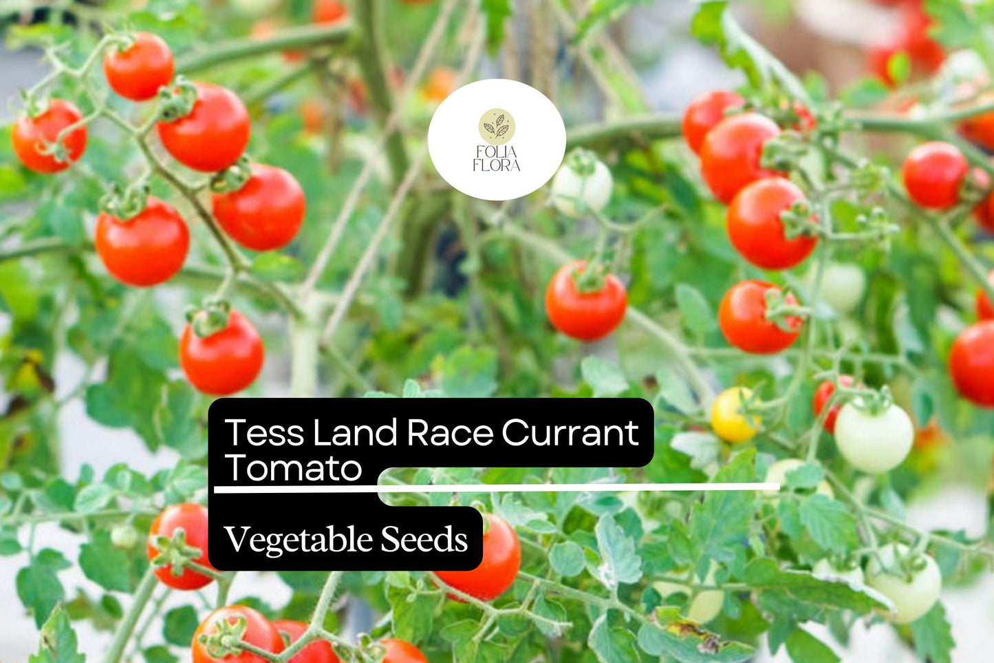 25 Seeds Tess' Land Race Currant Tomato | Tiny Cherry Tomatoes | Heirloom, High-Yield, Sweet Flavor, Perfect for Snacking & Salads