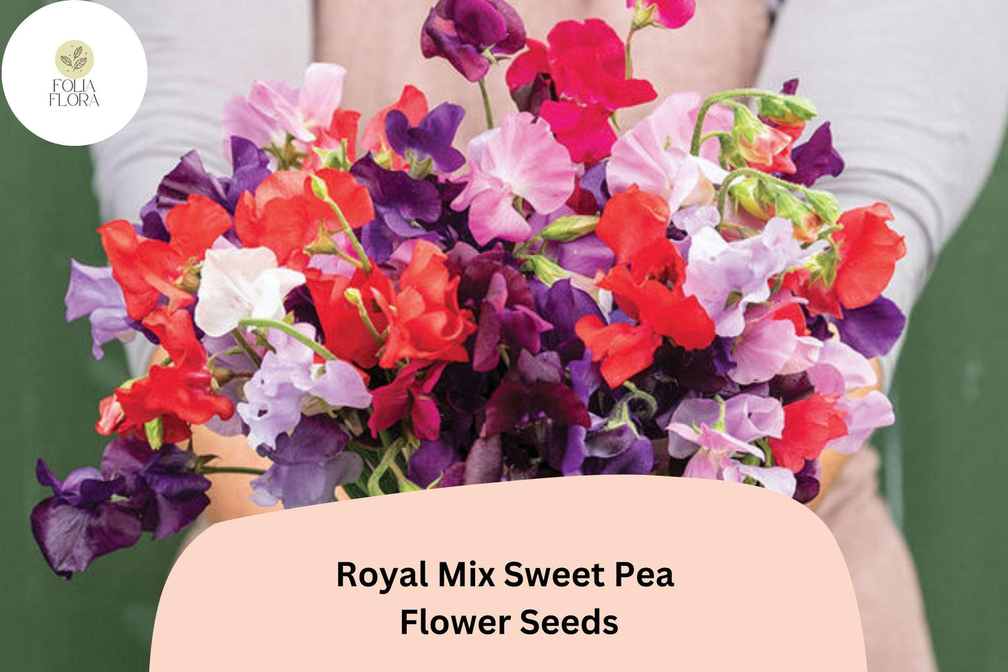 50+ Royal Mix Sweet Pea Seeds | Assorted Jewel-Tone Climbing Flowers for Trellis & Garden
