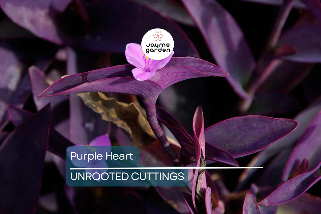 12 Live Purple Heart Plant Cuttings | Wandering Jew (Tradescantia Pallida) | Vibrant Purple Foliage for Indoor/Outdoor Gardens