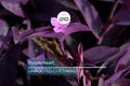12 Live Purple Heart Plant Cuttings | Wandering Jew (Tradescantia Pallida) | Vibrant Purple Foliage for Indoor/Outdoor Gardens