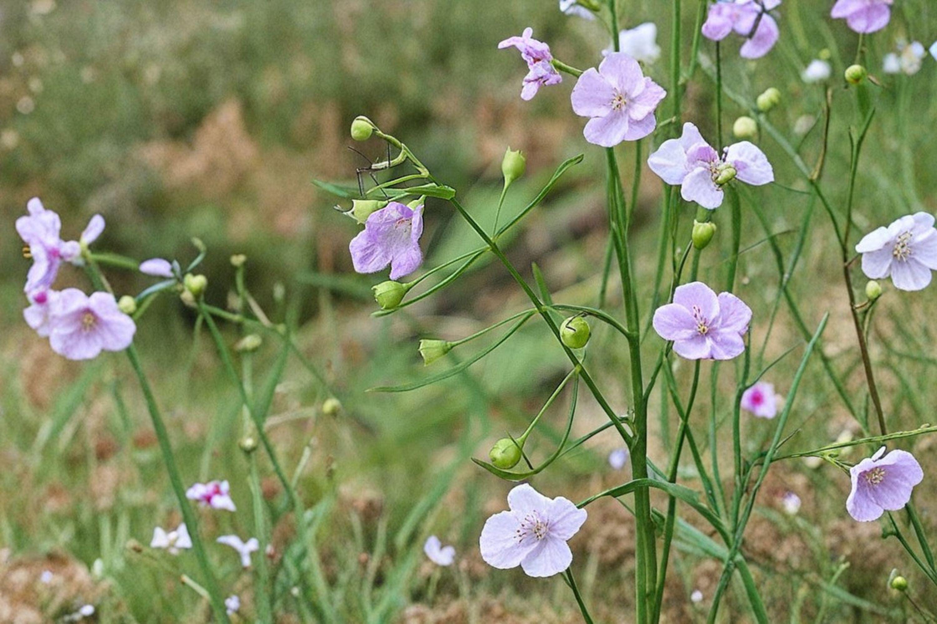Agalinis tenuifolia/Slender False Foxglove – 250 Seeds | Native Annual Wildflower | Late-Summer Bloomer | Pollinator Friendly