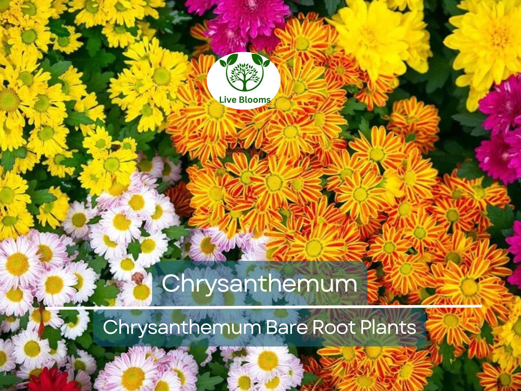 1 Live Chrysanthemum Plant – 3+ Year Old, Semi-Bare Root – Mixed Colors – Hardy Native Flowering Perennial