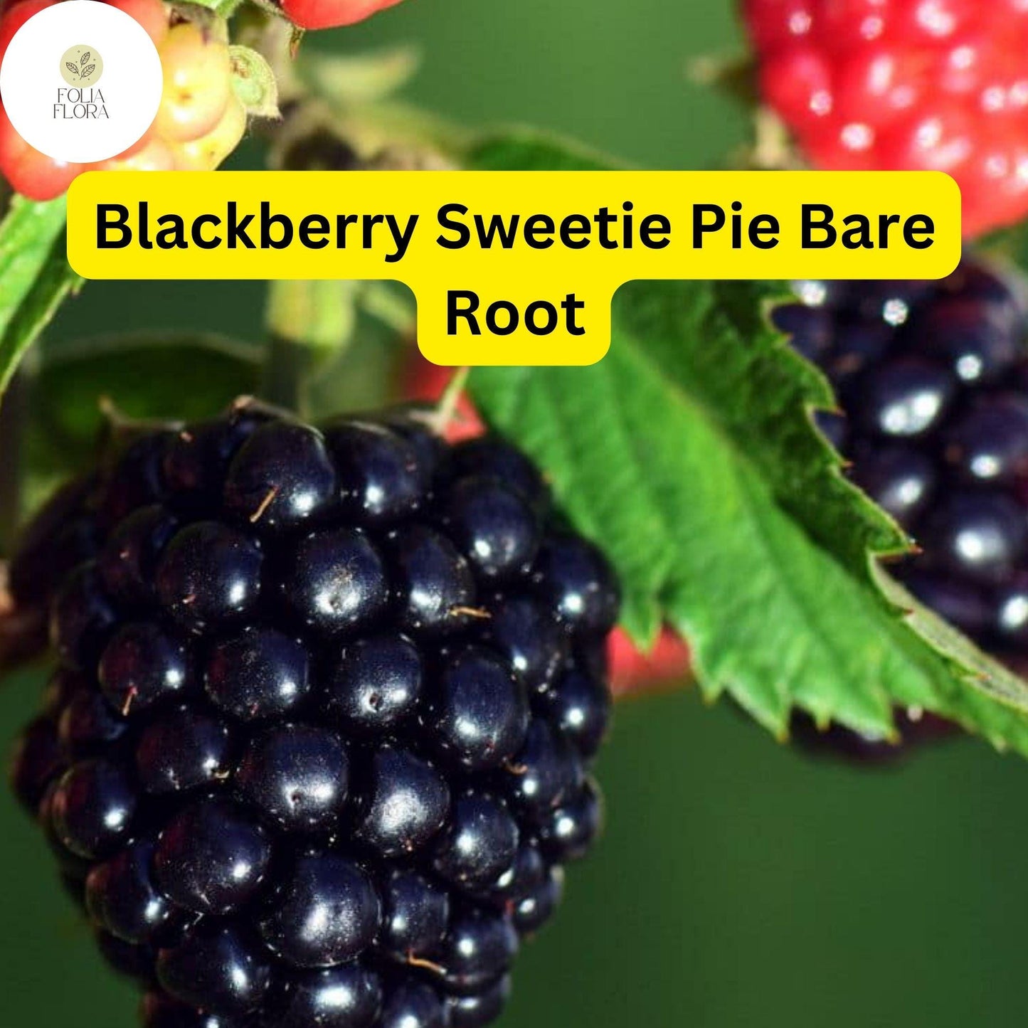 1 Sweetie Pie Blackberry Plant - Rubus Bare Root Starter Plant
