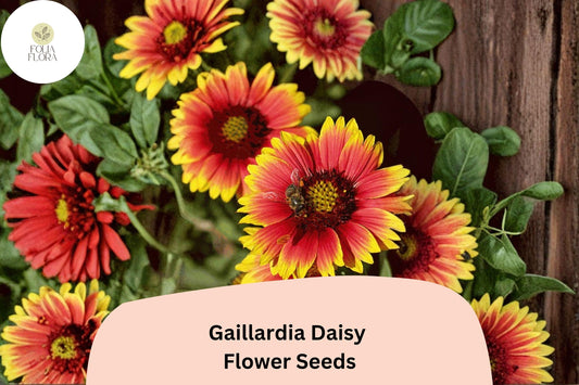 200+ Gaillardia Daisy Seeds | Gaillardia pulchella | Blanket Flower | Red Yellow Perennial Blooms