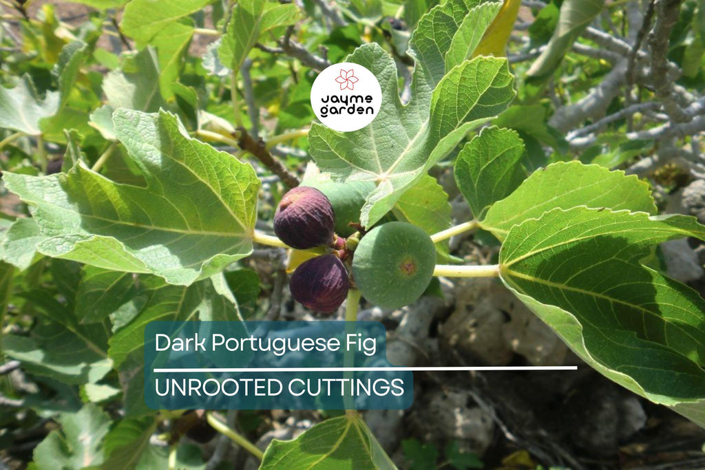 1 Dark Portuguese Fig Cutting | Fresh 6"+ Scions with 3 Nodes | Rare Live Ficus | Perfect for Rooting & Grafting