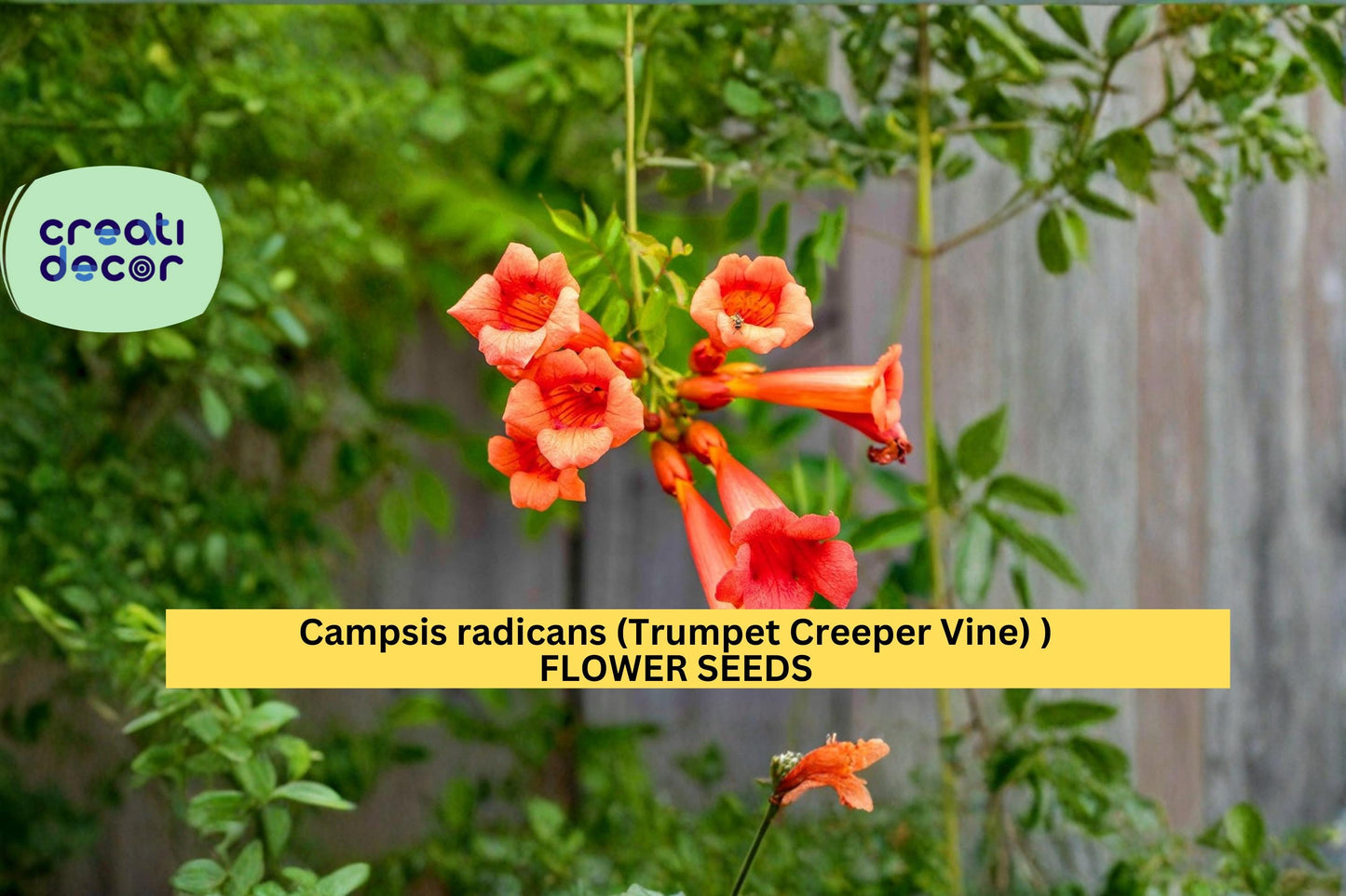 Campsis radicans Seeds Trumpet Creeper Vine 30 Count Climbing Flower Vine Seeds Ornamental Garden Trellis Plant