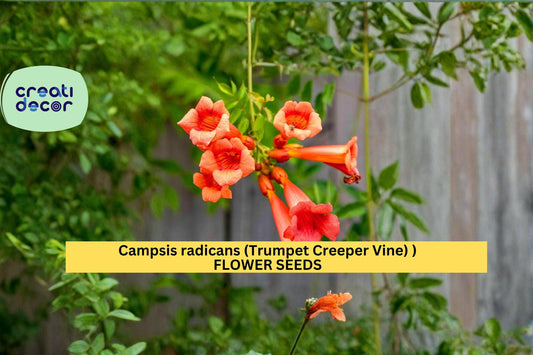 Campsis radicans Seeds Trumpet Creeper Vine 30 Count Climbing Flower Vine Seeds Ornamental Garden Trellis Plant