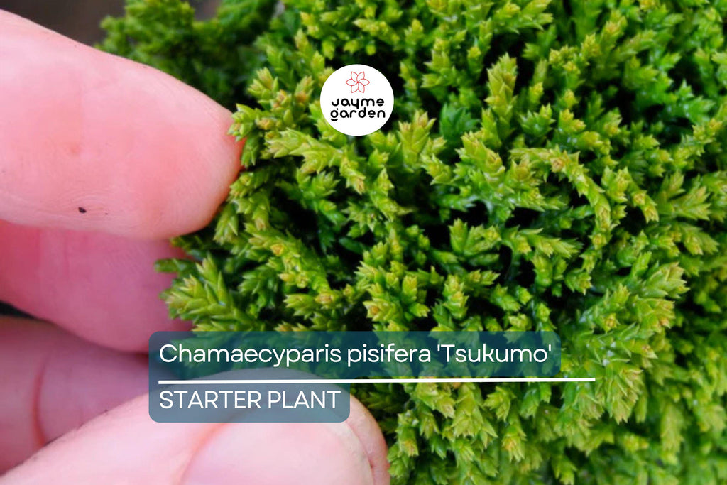 Chamaecyparis Pisifera 'Tsukumo' Live Starter Plant | 4-6 Inches Dwarf Evergreen Cypress | Deer-Resistant Bonsai or Garden Accent